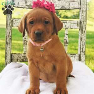 Princess in Red, Fox Red Labrador Retriever Puppy